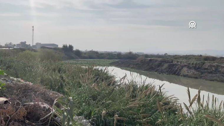 Asi Nehri kayboldu. Suriye’den gelip yeniden istila ettiler. Canlıları yok ediyor, Milli geliri düşürüyor 19